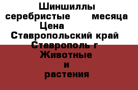 Шиншиллы серебристые, 2,5 месяца › Цена ­ 1 500 - Ставропольский край, Ставрополь г. Животные и растения » Другие животные   . Ставропольский край,Ставрополь г.